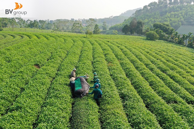 CHÈ MỸ LÂM ĐƯA TRÀ VIỆT VƯƠN XA BẰNG CÁC TIÊU CHUẨN QUỐC TẾ