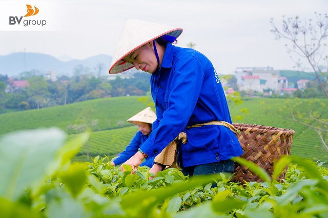 CHÈ MỸ LÂM HƠN 60 NĂM: TỪ GỐC CHÈ NGƯỜI LÍNH 1958 ĐẾN KHÁT VỌNG VIỆT NAM VƯƠN XA