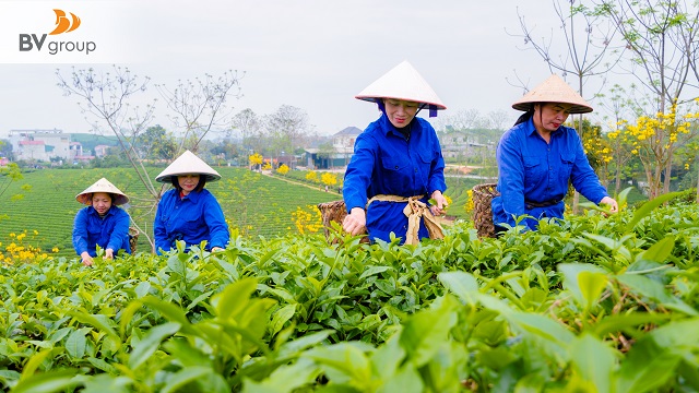 TRÀ MỸ LÂM ĐỒNG HÀNH CÙNG NGƯỜI DÂN NÂNG CAO GIÁ TRỊ CÂY CHÈ