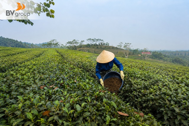 TRÀ MỸ LÂM - TỪ NÔNG TRƯỜNG VIỆT ĐẾN THỊ TRƯỜNG QUỐC TẾ